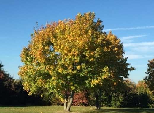 Top Baugrundstück mit Altbestand im Frankfurter Dichterviertel