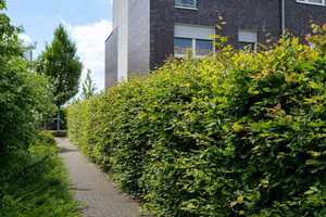 Ihr neues Einfamilienhaus (REH) auf dem Frankfurter Riedberg? – Frankfurt am Main – Vorschaubild 4