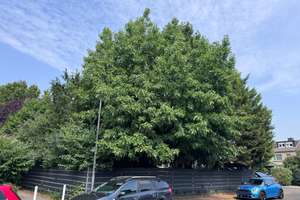 Modernisiertes Einfamilienhaus mit Garten, Keller und großem Carport – Unter Gottes Gnaden 61, 50859 Widdersdorf, Köln – Vorschaubild 50