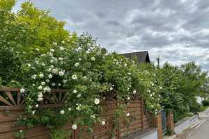 *Provisionsfrei* Zweifamilienhaus mit Einliegerwohnung & Garten – perfekt für Familien & Vermietung – Bad Kreuznach (Kreis) – Vorschaubild 50