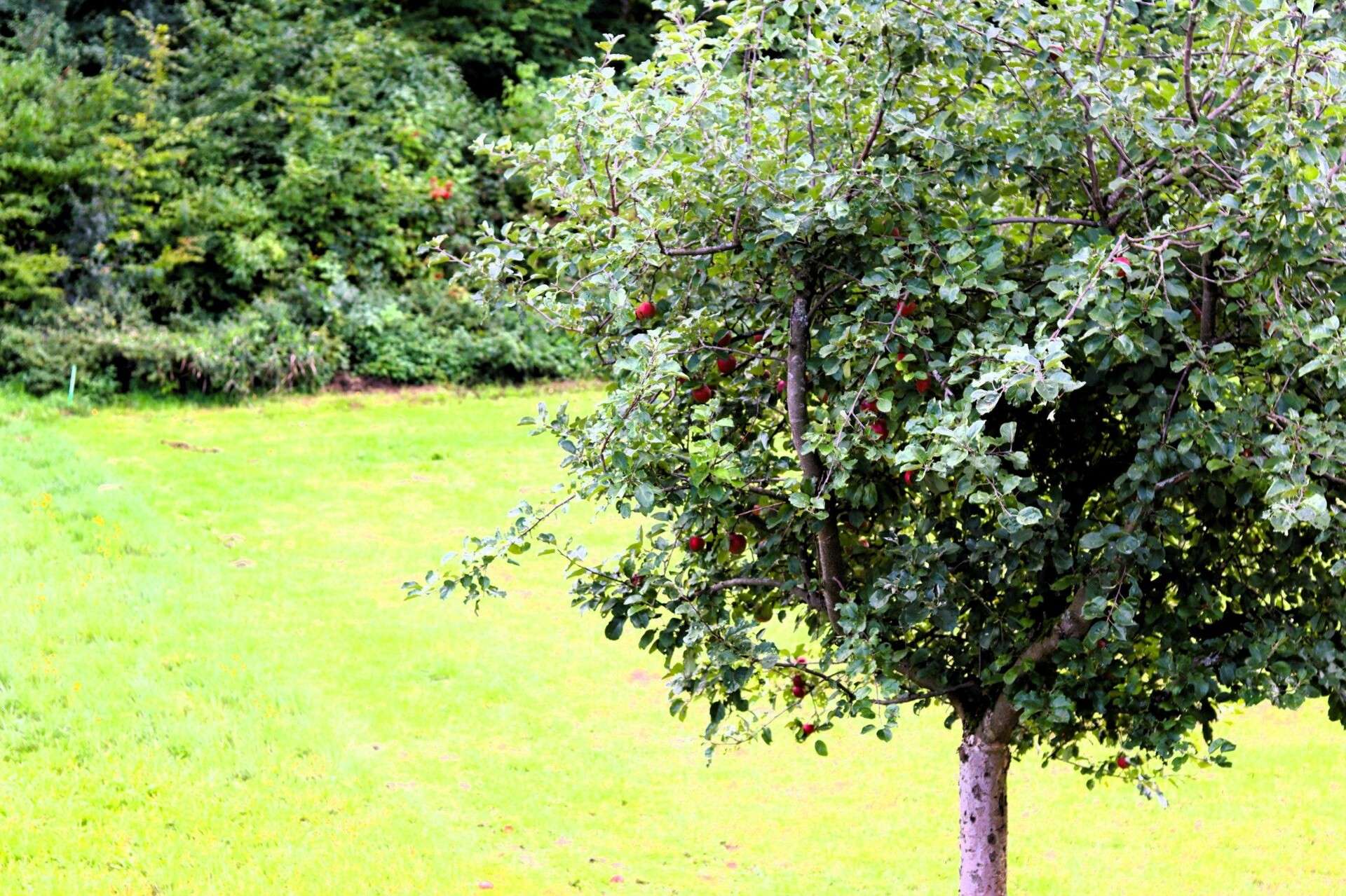PREISREDUZIERUNG! Traum-Grundstücke! Resthof mit 2 x Handwerker-Haus bei Bamberg Ebern LK Haßberge, Haßberge Kreis – Bild 4