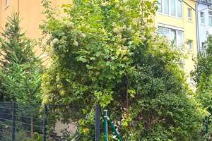 WUNDERSCHÖNER STILALTBAU I 117 QM I 4,5 ZIMMER I BALKON I PKW STELLPLATZ I ZENTRALE LAGE I GARTEN – 60431 Ginnheim, Frankfurt am Main – Vorschaubild 2