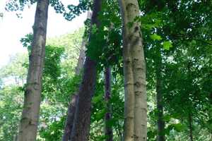 Traumhaftes Grundstück mit Bauernhaus, ca. 7 ha Wald, Teich und Nebengebäude – Parchim (Kreis) – Vorschaubild 37