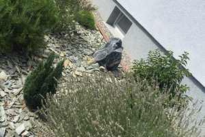 Ansprechendes 7-Zimmer-Mehrfamilienhaus in Kelkheim (Taunus) – Hallwielweg 4, 65779 Main-Taunus-Kreis – Vorschaubild 5