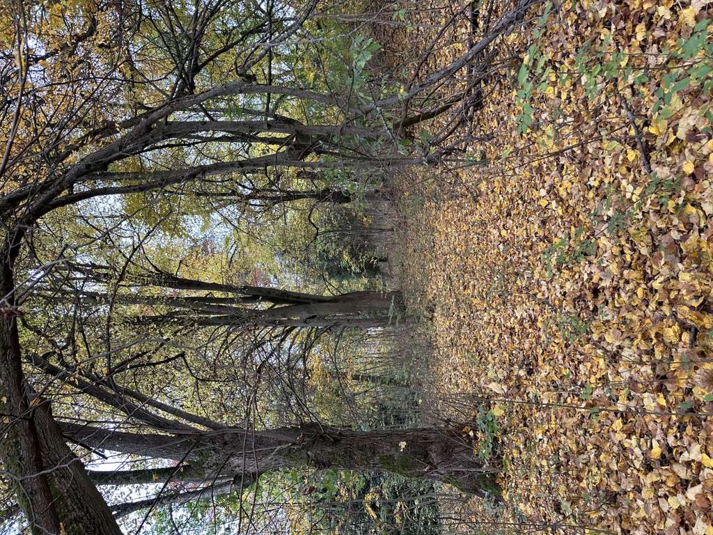 Immobilie in Markneukirchen - Einfamilienhaus mit Einliegerwohnung! - Bild 4