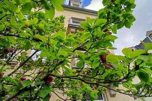 Zwischen Elbwiesen und urbanem Leben- Stilvolle  Wohnung. – Die vollständige Adresse der Immobilie erhältst du vom Anbieter., 1309 Striesen-Ost, Dresden – Vorschaubild 2