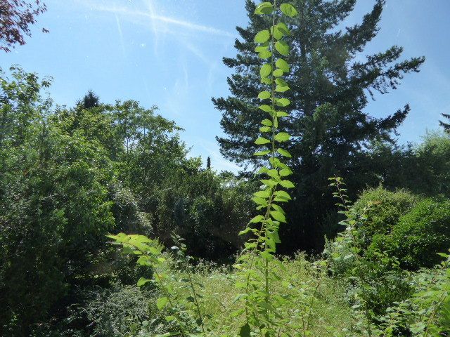 Renovierungsbedürftige Doppelhaushälfte am Goetheturm... V-E-R-K-A-U-F-T.. image 2