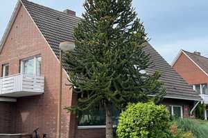 Geräumiges, preiswertes 7,5-Zimmer-Einfamilienhaus mit großem Wintergarten in Lingen (Ems) – Geroldstraße 4, 49809 Emsland (Kreis) – Vorschaubild 15