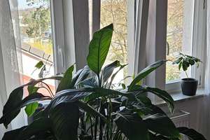 3-Zimmer Wohnung mit Garten im Steinbergviertel in Darmstadt