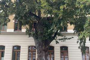Schöne, bezugsfreie 2 Zimmer-Wohnung in Gohlis mit Parkett – 4157 Gohlis-Mitte, Leipzig – Vorschaubild 5