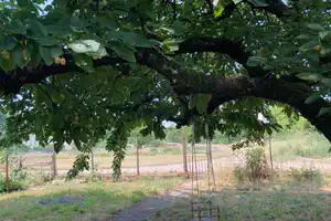 Freistehendes Einfamilienhaus mit großem Garten – Alzey-Worms (Kreis) – Vorschaubild 11
