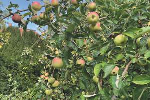 Property thumbnail 40