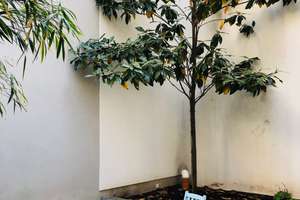 ***BRÜCKENSTRASSE***Wunderschönes, teilmöbliertes Architekten-Loft mit eigenem Garten*** – Kleine Brückenstraße 3, 60594 Sachsenhausen-Nord, Frankfurt am Main – Vorschaubild 6