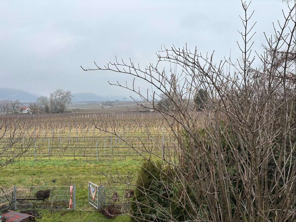 Blick über die Weinberge