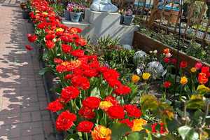 5 Zimmer Haus in Blankenburg mit wunderschönem Garten und Aufstellpool – Berlin – Vorschaubild 9