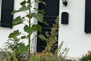Traumhaftes, kernsaniertes und denkmalgeschütztes Haus in Alleinlage am Niederrhein! – Bienenstraße 5, 47551 Bedburg-Hau – Vorschaubild 19