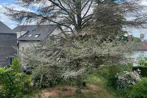 Charmantes Haus im begehrten Steinbergviertel – Renovierungsbedarf mit großem Potenzial – Darmstadt – Vorschaubild 1