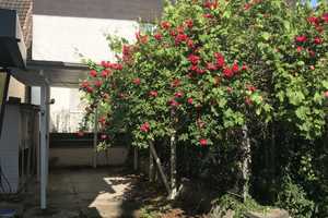 Sommerschnäppchen mit Garten in ruhiger Lage von Bierstadt     Preis ist verhandelbar!  – Wiesbaden – Vorschaubild 4