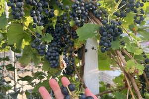 Property thumbnail 39