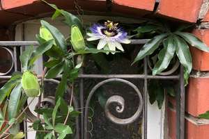 Historische Rarität: Stadtvilla mit 3 Wohnungen, 6 Stellplätzen und Garten – Die vollständige Adresse der Immobilie erhältst du vom Anbieter., 53489 Sinzig – Vorschaubild 22