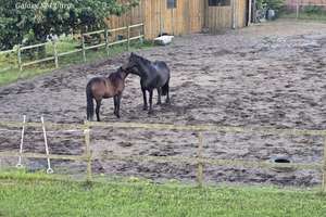 PRIVATVERKAUF: Traumhafter Resthof in idyllischer Alleinlage (49626 Berge) – Provisionsfrei! 🌳🐴 – Die vollständige Adresse der Immobilie erhältst du vom Anbieter., 49626 Berge – Vorschaubild 4