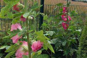 Property thumbnail 14