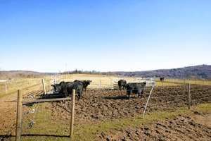 Exklusives Anwesen für Pferdeliebhaber – 11,48 ha & Reitplatz in Alleinlage – Die vollständige Adresse der Immobilie erhältst du vom Anbieter., 7366 Harra – Vorschaubild 11