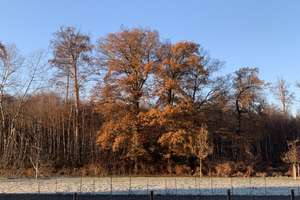 Neuwertiges 5-Zimmer-Reihenhaus mit EBK in Steimker Berg mit Waldblick & Sauna – Anisweg 3, 38446 Steimker Berg, Wolfsburg – Vorschaubild 15
