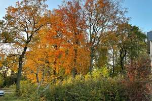 Property thumbnail 19