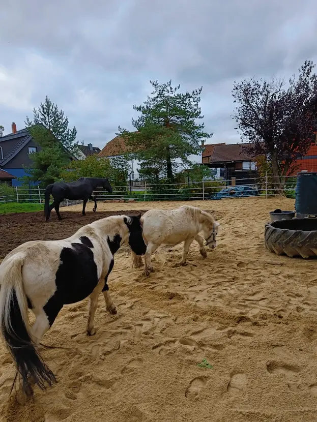 Auslauf für Pferde im Freien