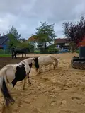 Auslauf für Pferde im Freien