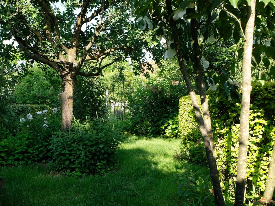 Baugrundstück: Hecken, Bäume 1