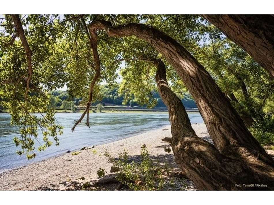 Rhein
