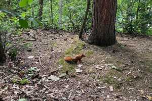 Wochenendgrundstück - Finnhütte im Naherholungsgebiet Pretzien – Jerichower Land (Kreis) – Vorschaubild 16