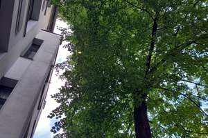 Zentral aber ruhig: Schöne 3-Zimmer Wohnung  mit 90 m² im EG in Düsseldorf-Friedrichstadt – Die vollständige Adresse der Immobilie erhältst du vom Anbieter., 40215 Friedrichstadt, Düsseldorf – Vorschaubild 1