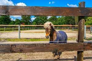 Top Angebot - Pferdehof mit Reitplatz, Halle, Scheune und Landhaus – Aurich (Kreis) – Vorschaubild 9