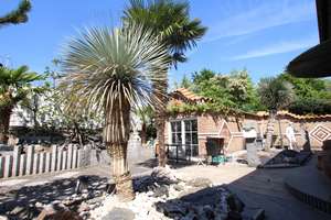 Mediterrane Palmen Insel in Crange – Dorstener Str. 440 a, 44653 Unser Fritz / Crange, Herne – Vorschaubild 10