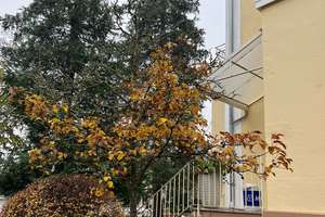 Altbauvilla für eine große Familie /  oder Wohnen und Arbeiten unter einem Dach – Die vollständige Adresse der Immobilie erhältst du vom Anbieter., 65187 Biebrich, Wiesbaden – Vorschaubild 20