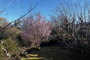 Haus Südseite 3 Zimmer Garten sonnig möbliert Piano Mariendorf 