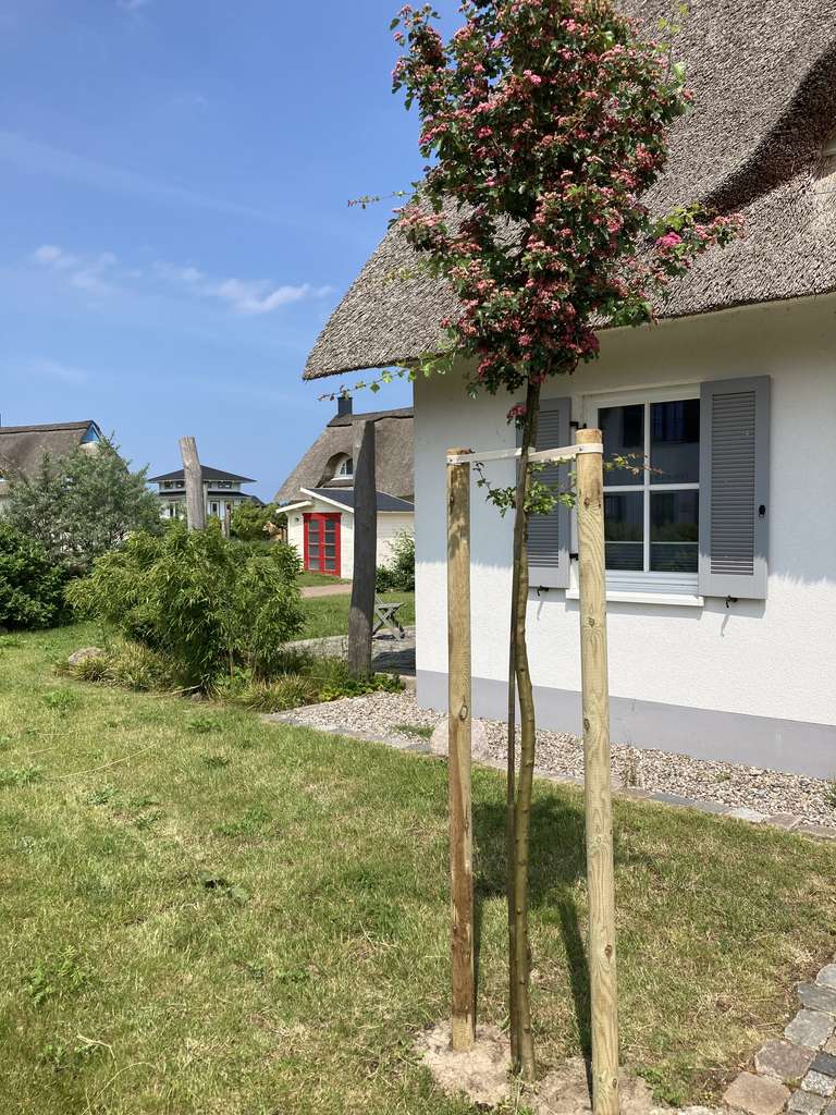 Immobilie in Zierow - Reetdach-Ferienhaus, nur 800 Meter von der Ostsee - Bild 3