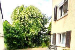 Ober-Mörlen: Gepflegtes 2 FH mit Garten in der Ortsmitte! – Die vollständige Adresse der Immobilie erhältst du vom Anbieter., 61239 Ober-Mörlen – Vorschaubild 16