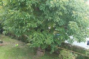 Einfamilienhaus mit großem Garten – Die vollständige Adresse der Immobilie erhältst du vom Anbieter., 86694 Niederschönenfeld – Vorschaubild 3