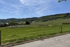 Natur pur - Großes EFH am Ortsrand - Nähe Trier und Luxemburg – Beim Weinskreuz 1, 54340 Leiwen – Vorschaubild 11