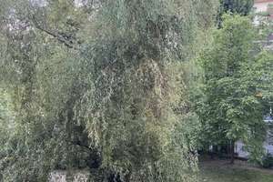 Provisionsfrei 1-Zimmer-Eigentumswohnung mit Balkon in Berlin-Wilmersdorf – Bayerische Straße 25A, 10707 Wilmersdorf, Berlin – Vorschaubild 13