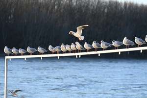 Rheinperle