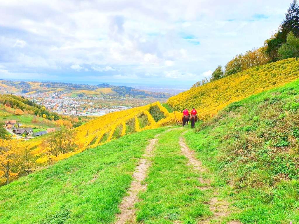 Immobilie in Kappelrodeck - Ausbaubares Bauernhaus mit Pferdestall auf 10.000 qm Grund mit Blick ins Achertal und zu den Vogesen - Bild 2