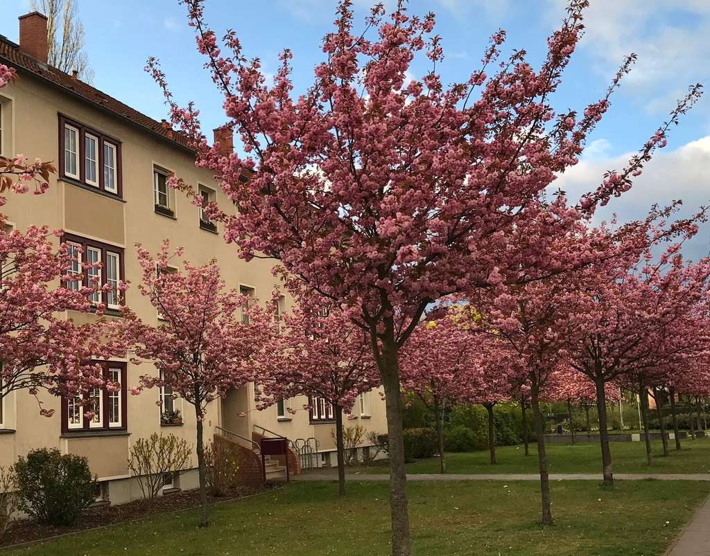 Immobilie in Hennigsdorf - Viel Platz fürs Leben: elegante 120 m² Wohnung mit Balkon, Garten, Carport & Einbauküche - Bild 0