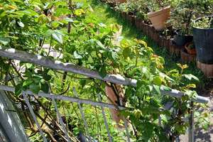 Ruhige Erdgeschosswohnung mit einmaligem Garten in zentraler Lage in der Unterwiehre – 79100 Unterwiehre-Süd, Freiburg im Breisgau – Vorschaubild 4