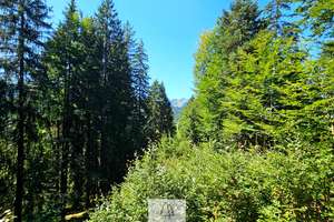 Einzigartiges Naturjuwel in den Allgäuer Alpen – anerkannte Alpe mit Wald- und Weideflächen – Die vollständige Adresse der Immobilie erhältst du vom Anbieter., 87538 Balderschwang – Vorschaubild 23