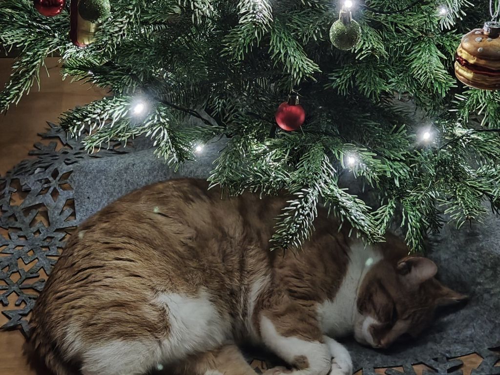 WEIHNACHTSZEIT IST KUSCHELZEIT! WEIHNACHTEN 2025 IM EIGENEN HAUS! TEL